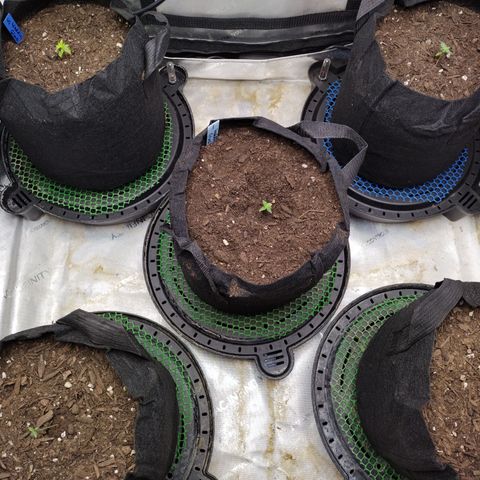 Wedding Glue  #4 growlog photo: After transplant 