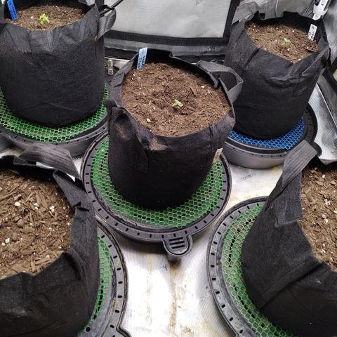 Wedding Glue  #4 growlog photo: After transplant 