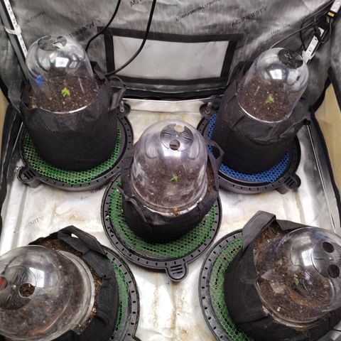 Wedding Glue  #4 growlog photo: Installed Humidity Domes 