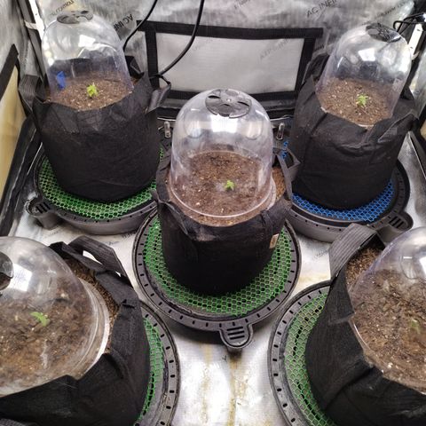 Wedding Glue  #4 growlog timeline photo