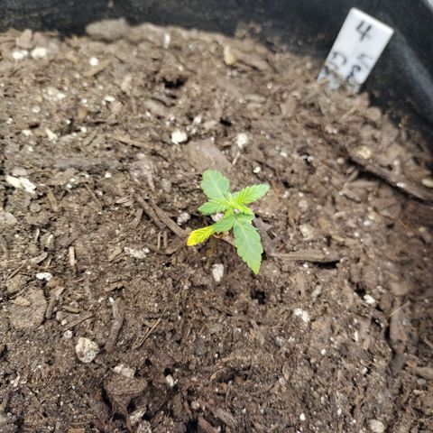 Wedding Glue  #4 growlog timeline photo