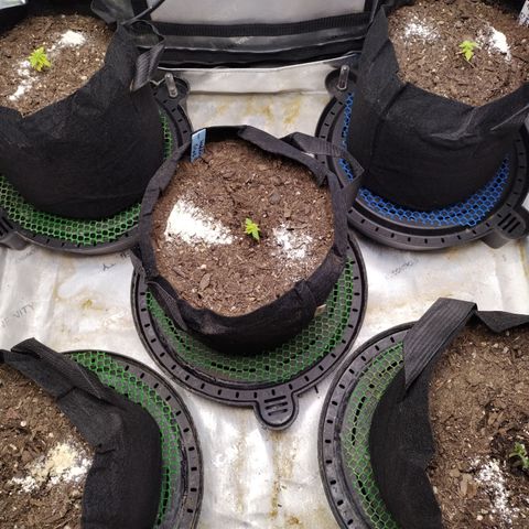 Wedding Glue  #4 growlog timeline photo