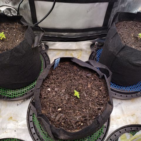 Wedding Glue  #4 growlog timeline photo