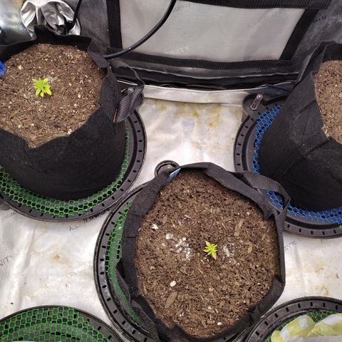 Wedding Glue  #4 growlog timeline photo