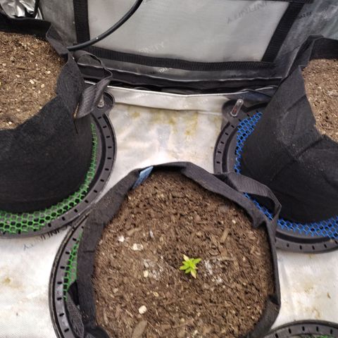 Wedding Glue  #4 growlog timeline photo