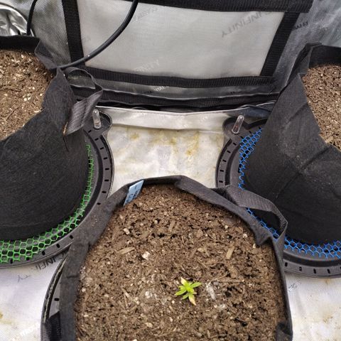 Wedding Glue  #4 growlog timeline photo