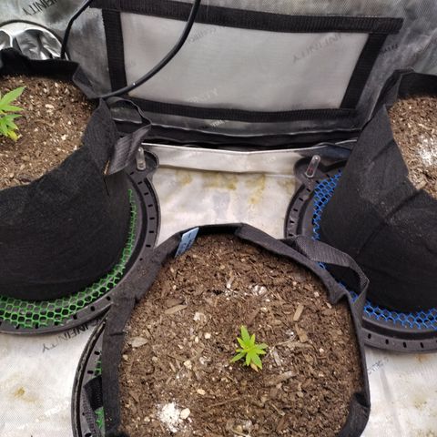Wedding Glue  #4 growlog timeline photo