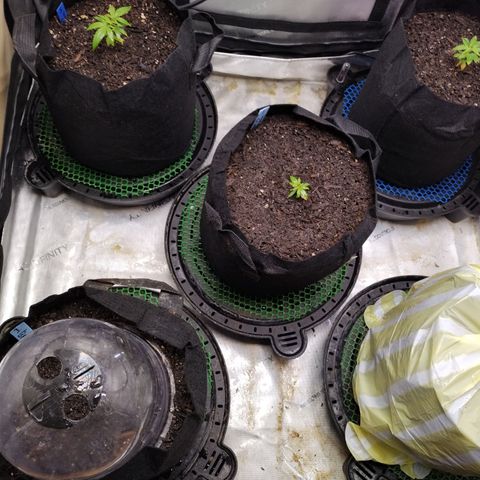 Wedding Glue  #4 growlog timeline photo