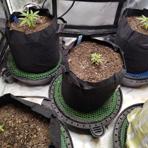 Wedding Glue  #4 growlog timeline photo