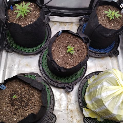 Wedding Glue  #4 growlog timeline photo