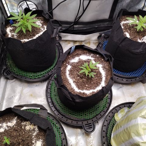 Wedding Glue  #4 growlog timeline photo