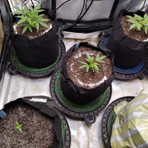 Wedding Glue  #4 growlog timeline photo