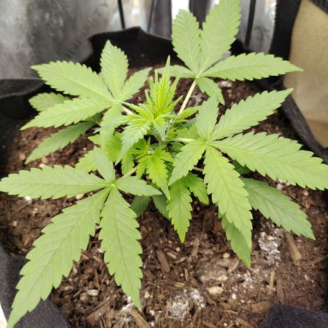 Wedding Glue  #4 growlog timeline photo
