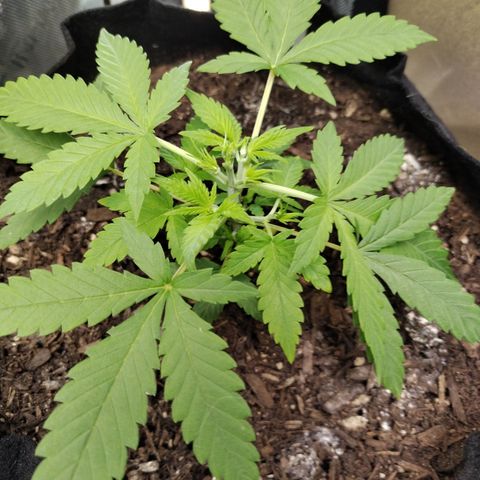 Wedding Glue  #4 growlog photo: After FIM 
