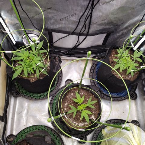 Wedding Glue  #4 growlog photo: Installed Cages 