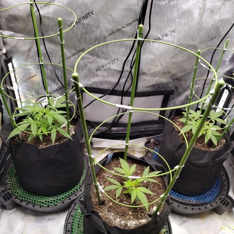 Wedding Glue  #4 growlog photo: Installed Cages 