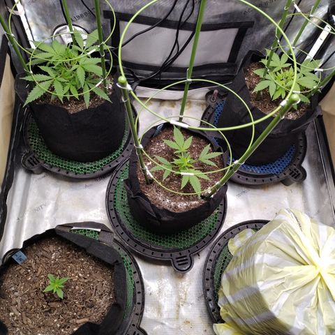 Wedding Glue  #4 growlog timeline photo