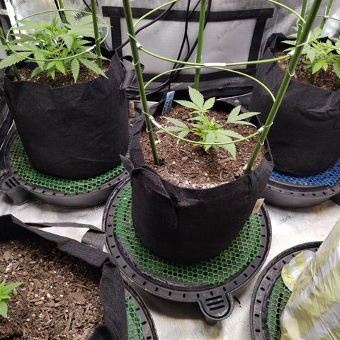 Wedding Glue  #4 growlog timeline photo