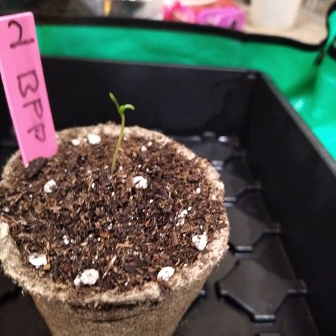Banana Purple Punch #2 growlog photo: Cow Pot DAY ONE 