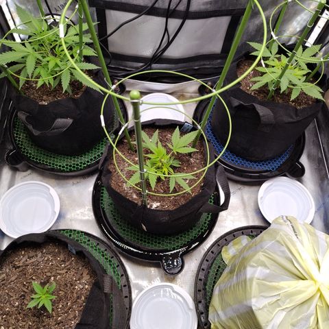 Wedding Glue  #4 growlog timeline photo