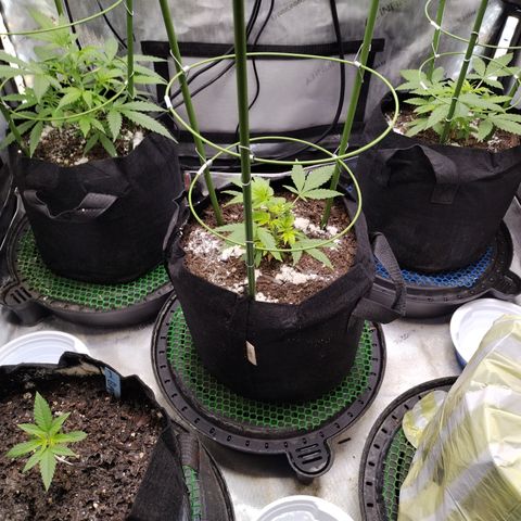 Wedding Glue  #4 growlog timeline photo