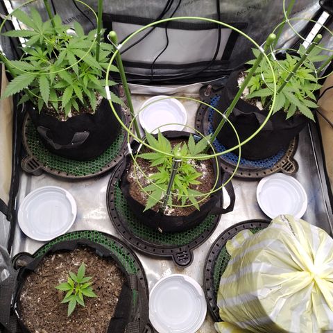 Wedding Glue  #4 growlog timeline photo