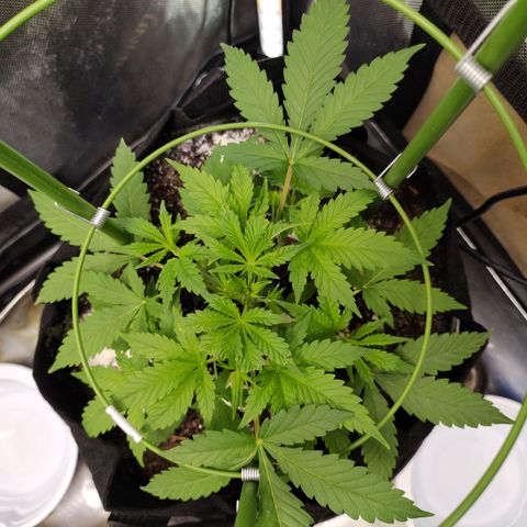 Wedding Glue  #4 growlog timeline photo