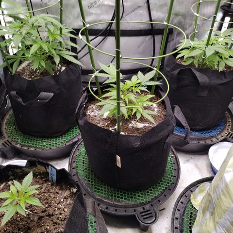 Wedding Glue  #4 growlog timeline photo