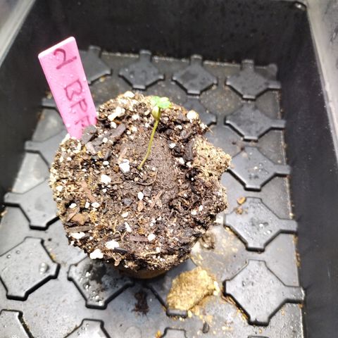 Banana Purple Punch #2 growlog timeline photo
