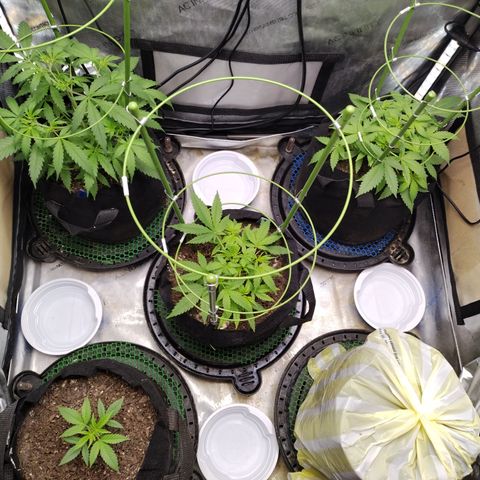 Wedding Glue  #4 growlog timeline photo