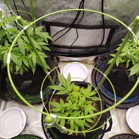 Wedding Glue  #4 growlog timeline photo