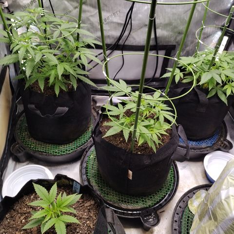 Wedding Glue  #4 growlog timeline photo