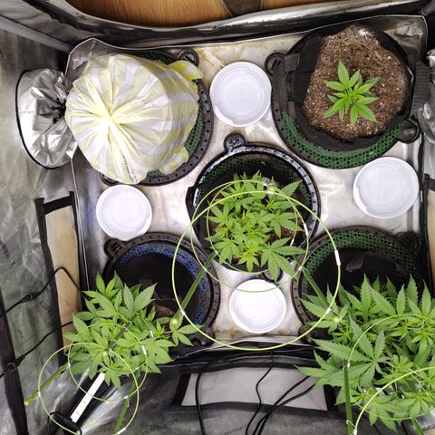 Wedding Glue  #4 growlog timeline photo