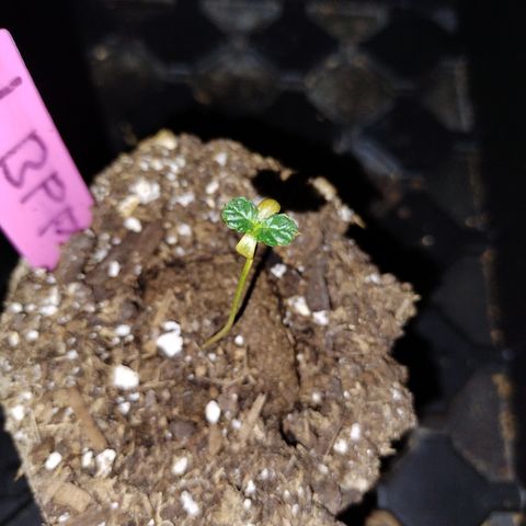 Banana Purple Punch #2 growlog photo: Ready for transplant 