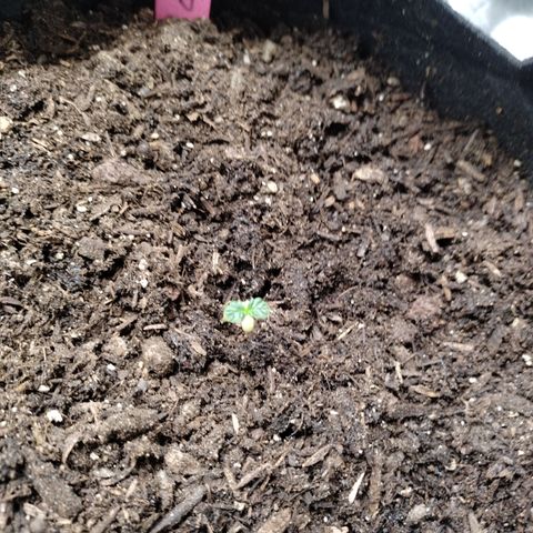 Banana Purple Punch #2 growlog photo: After transplant 