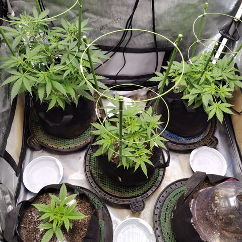 Banana Purple Punch #2 growlog timeline photo