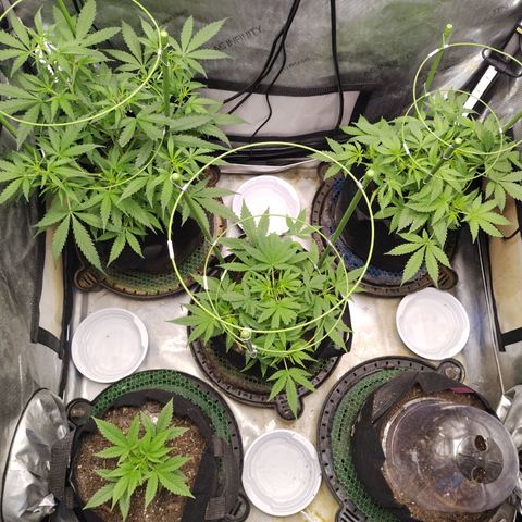 Banana Purple Punch #2 growlog timeline photo