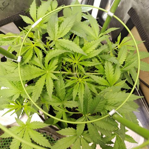 Wedding Glue  #4 growlog timeline photo