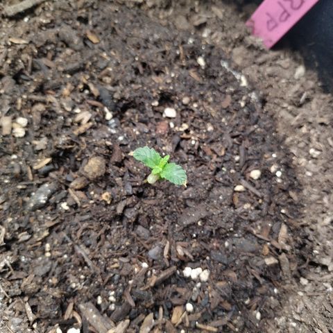 Banana Purple Punch #2 growlog timeline photo
