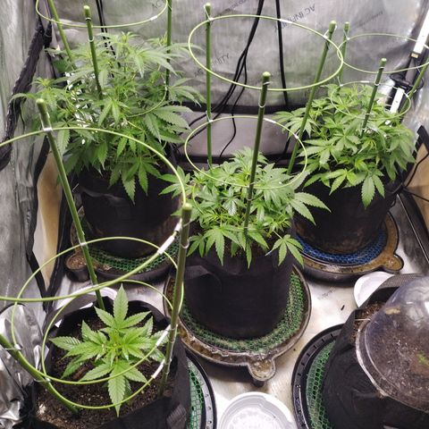 Banana Purple Punch #2 growlog timeline photo
