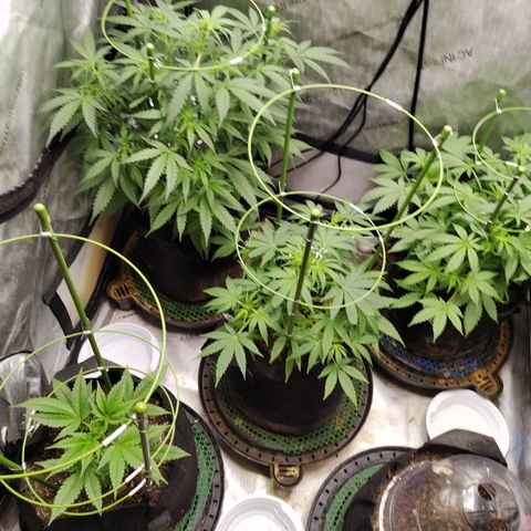 Banana Purple Punch #2 growlog timeline photo