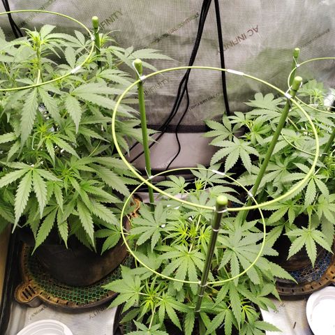 Wedding Glue  #4 growlog timeline photo