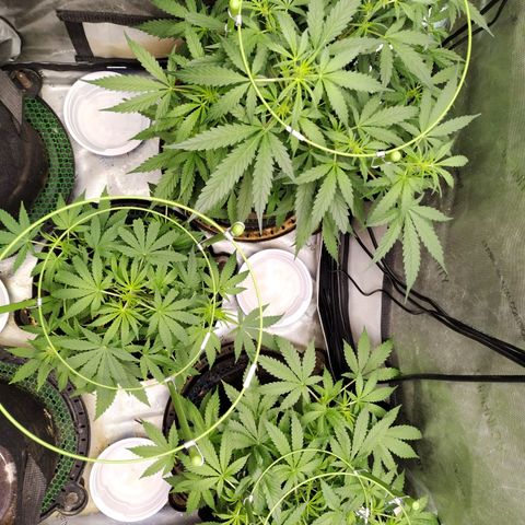 Wedding Glue  #4 growlog timeline photo