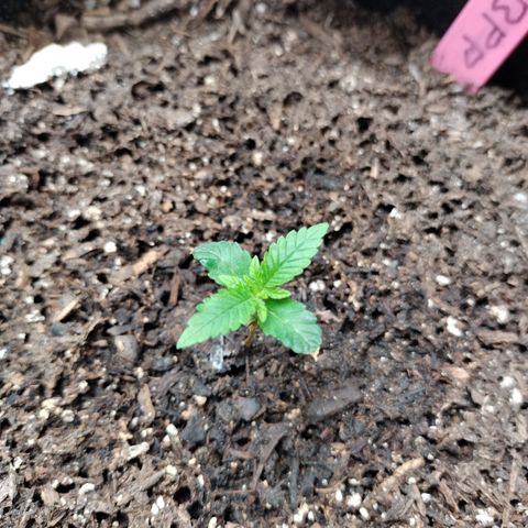 Banana Purple Punch #2 growlog timeline photo