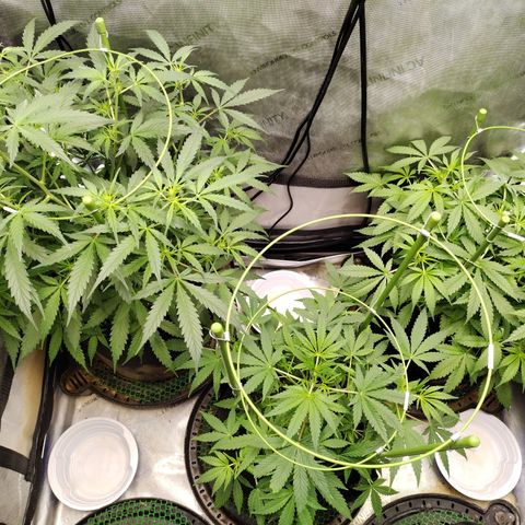 Banana Purple Punch #2 growlog timeline photo