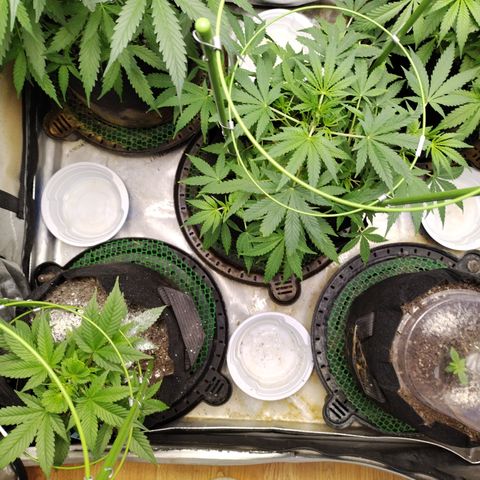 Banana Purple Punch #2 growlog timeline photo
