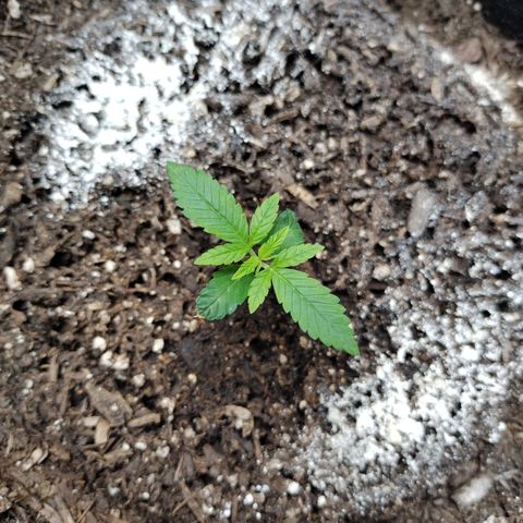 Banana Purple Punch #2 growlog timeline photo