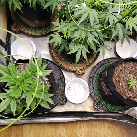 Banana Purple Punch #2 growlog timeline photo