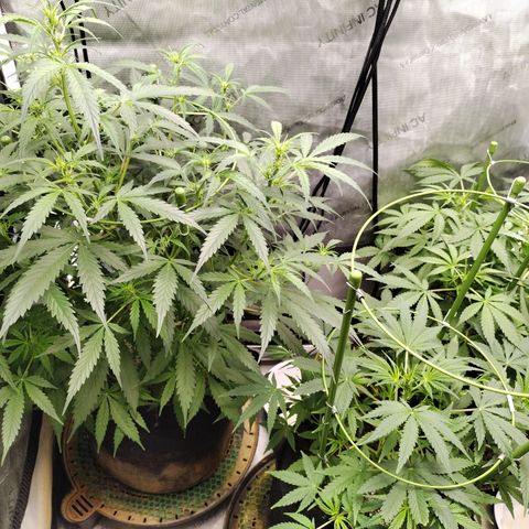 Banana Purple Punch #2 growlog timeline photo