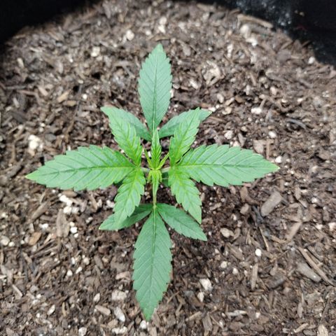 Banana Purple Punch #2 growlog timeline photo